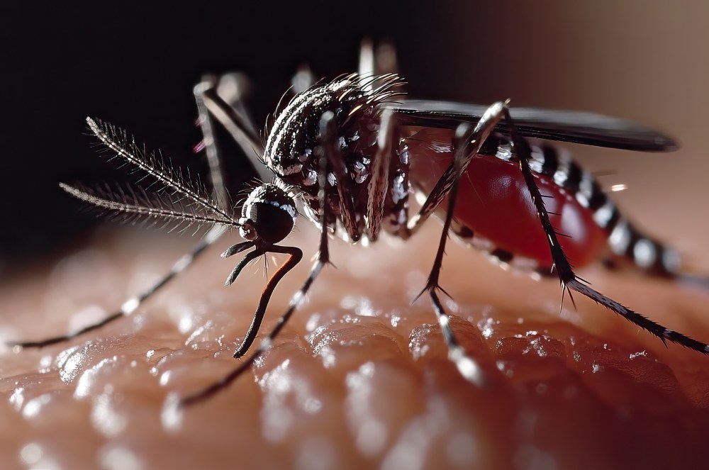 São Paulo registra mais de 58 mil casos de dengue e 42 mortes em 2026