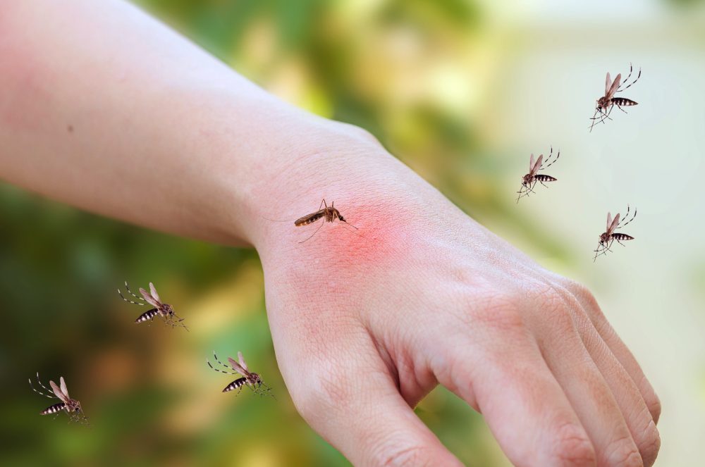 Aproximação do verão acende alerta contra a dengue