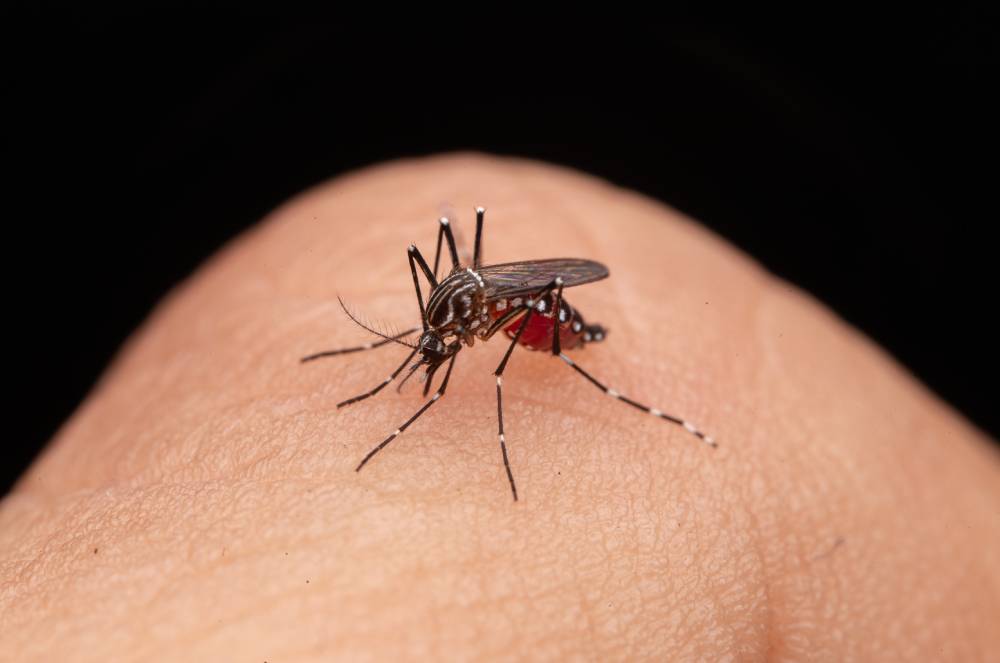 Dengue será tema do 1º projeto da Coalização Global anunciado pelo Ministro da Saúde
